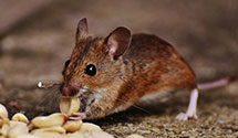 24 Hour & Emergency Exterminators in Maitland, FL